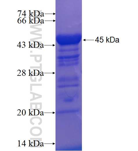 Drebrin fusion protein Ag22635 SDS-PAGE