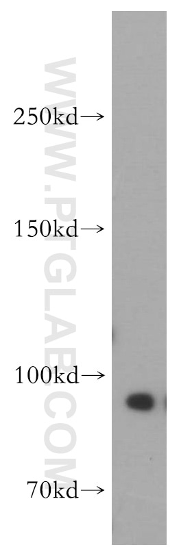 Western Blot (WB) analysis of HepG2 cells using Drosha Polyclonal antibody (55001-1-AP)