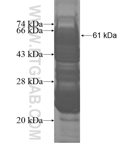 Dscam fusion protein Ag11247 SDS-PAGE