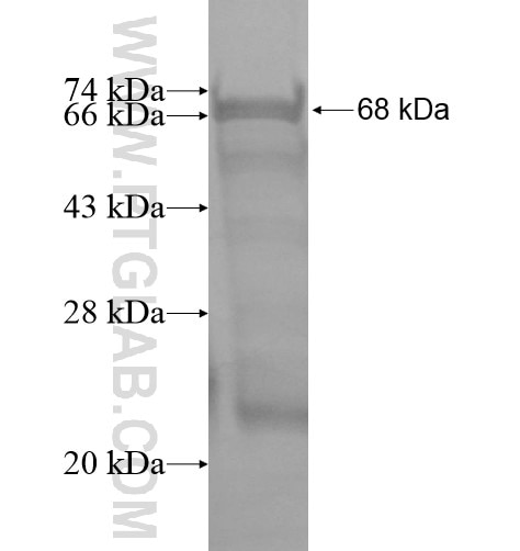 Dscaml1 fusion protein Ag13060 SDS-PAGE