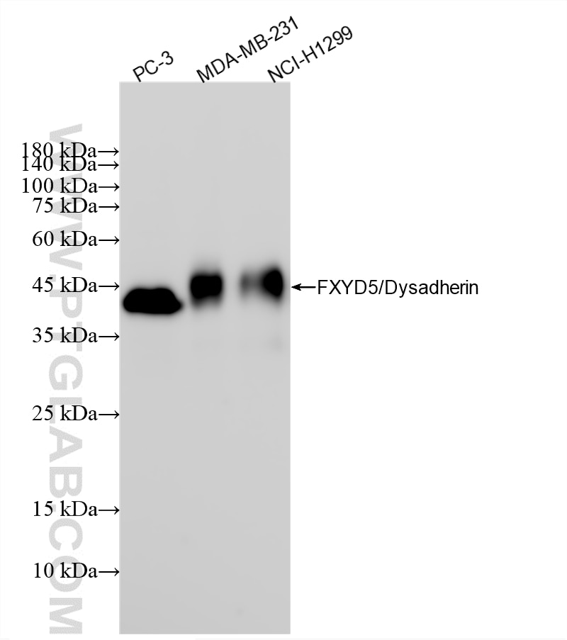 WB analysis using 85025-6-RR Western Blot (WB) analysis of various lysates using Dysadherin Recombinant monoclonal antibody (85025-6-RR)