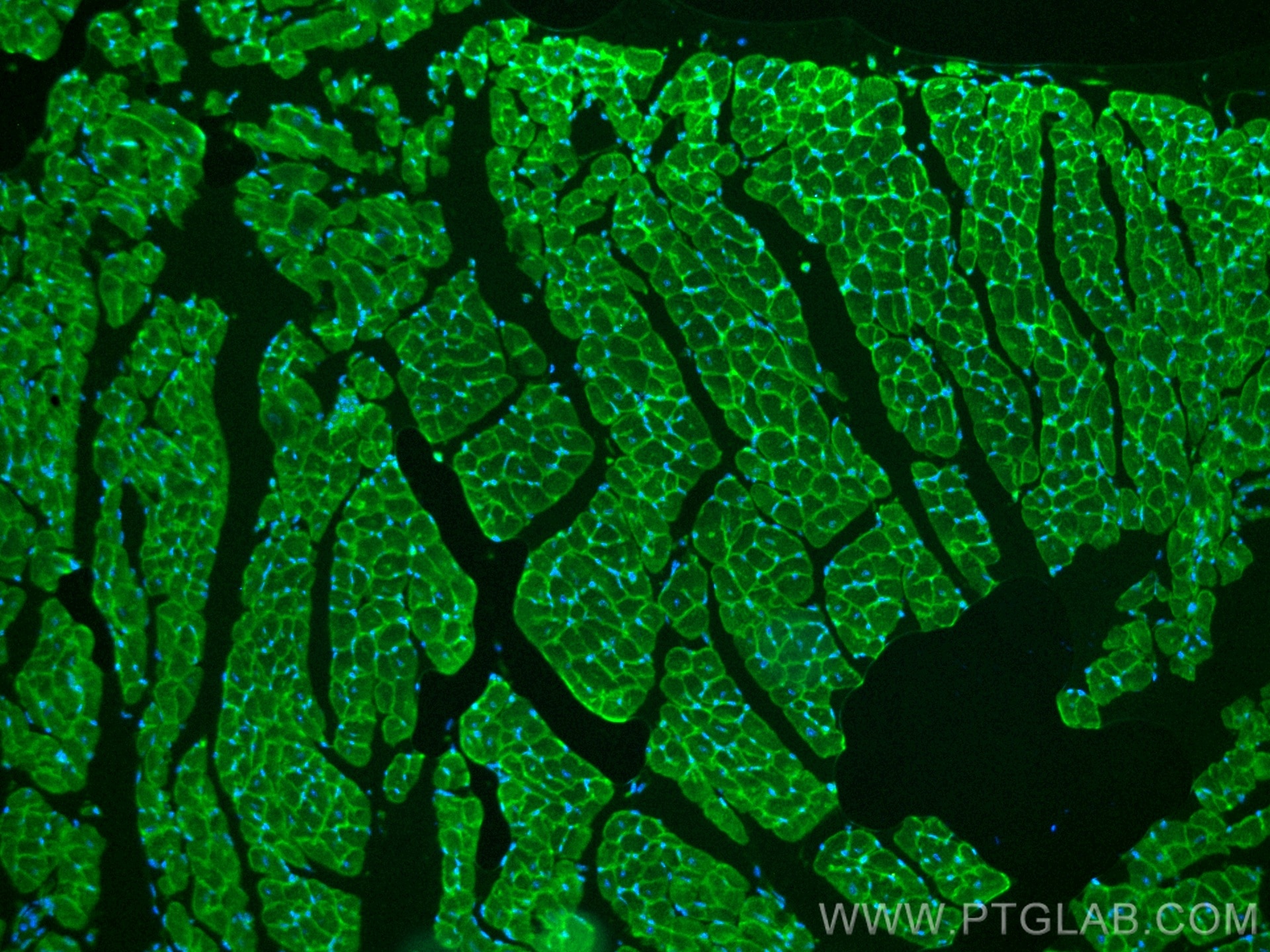 Immunofluorescence (IF) / fluorescent staining of mouse heart tissue using CoraLite® Plus 488-conjugated Dystroglycan Monoclo (CL488-66735)