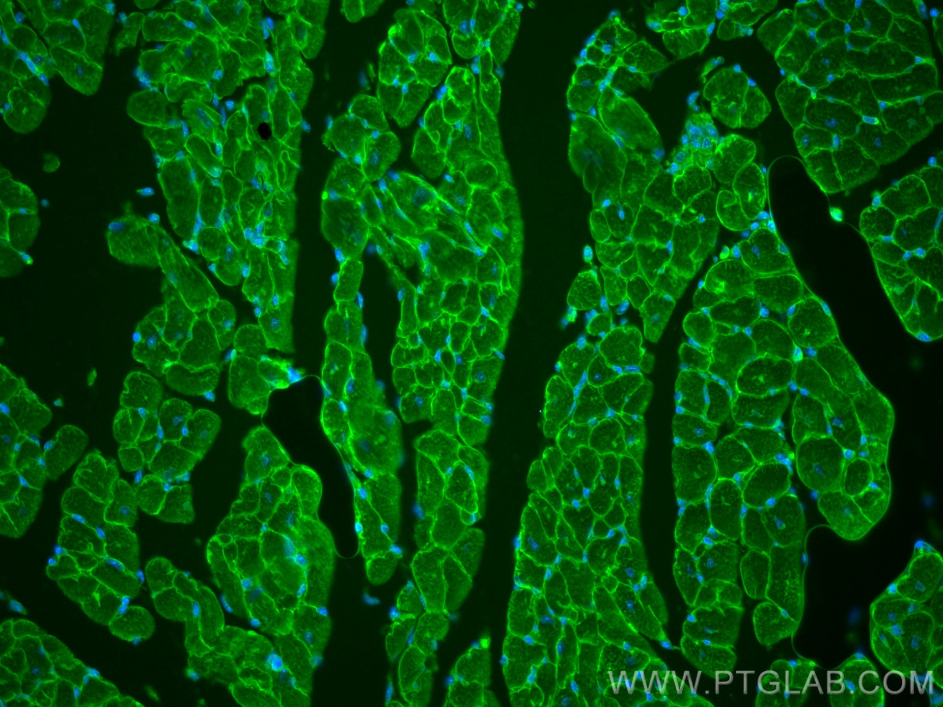 Immunofluorescence (IF) / fluorescent staining of mouse heart tissue using CoraLite® Plus 488-conjugated Dystroglycan Monoclo (CL488-66735)