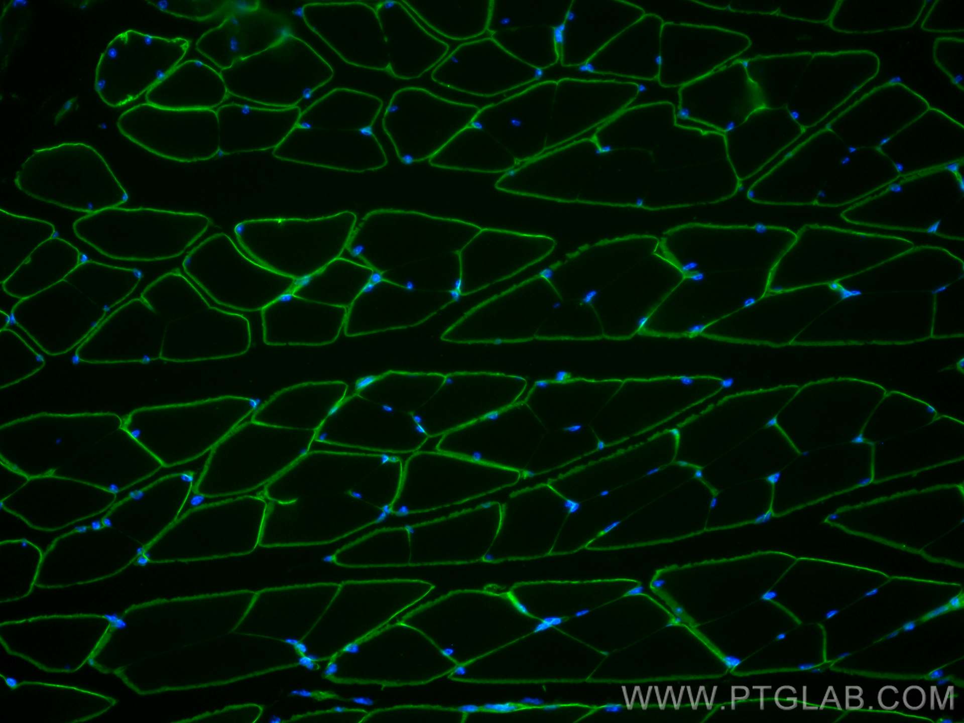 Immunofluorescence (IF) / fluorescent staining of mouse skeletal muscle tissue using Dystrophin Monoclonal antibody (68120-1-Ig)