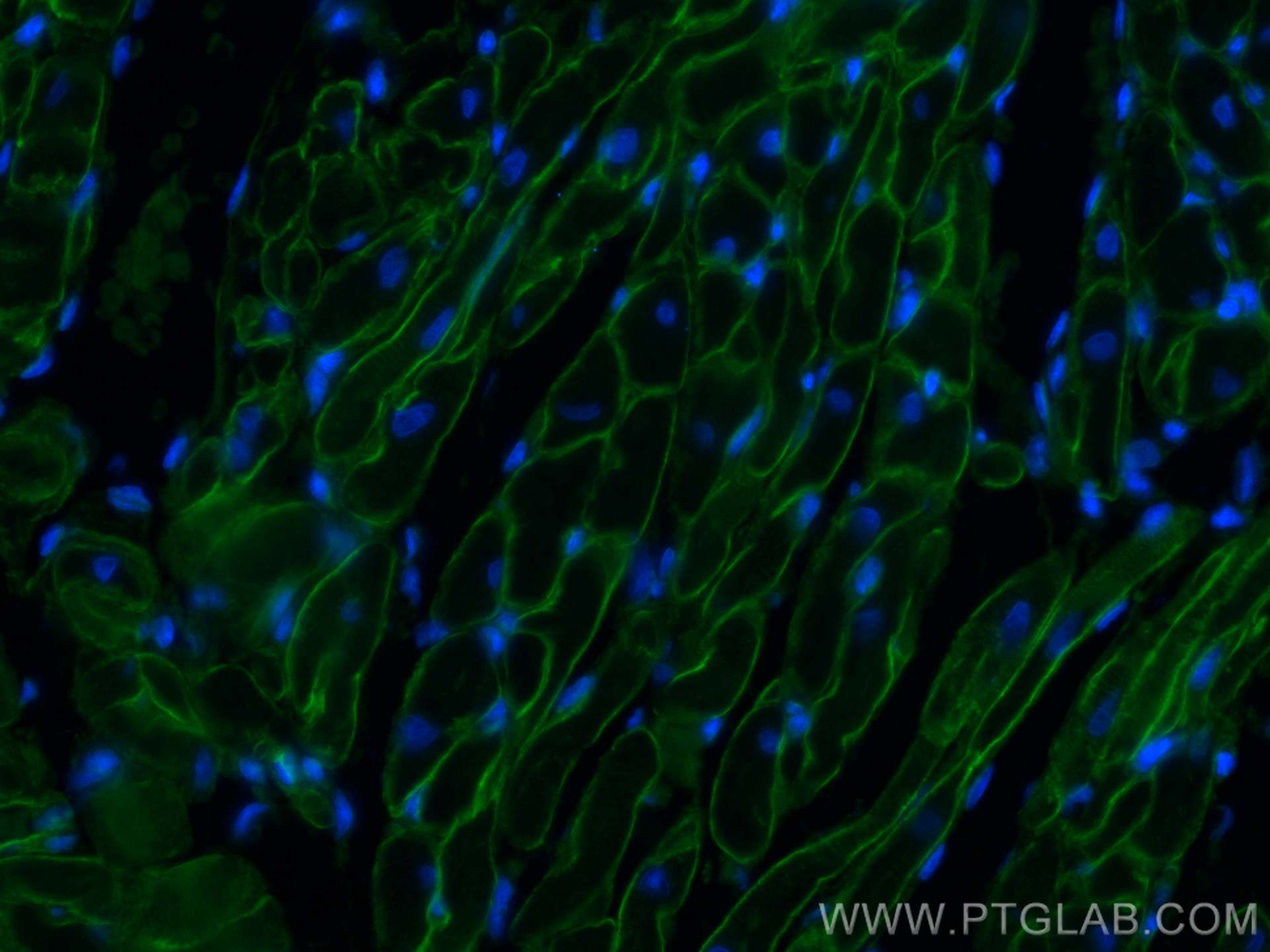 Immunofluorescence (IF) / fluorescent staining of rat heart tissue using Dystrophin Monoclonal antibody (68120-1-Ig)