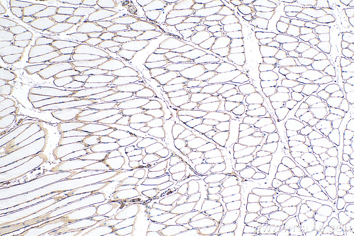 Immunohistochemistry (IHC) staining of mouse skeletal muscle tissue using Dystrophin Monoclonal antibody (68120-1-Ig)