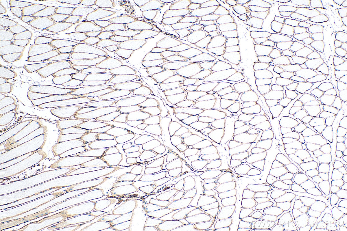 IHC staining of mouse skeletal muscle using 68120-1-Ig