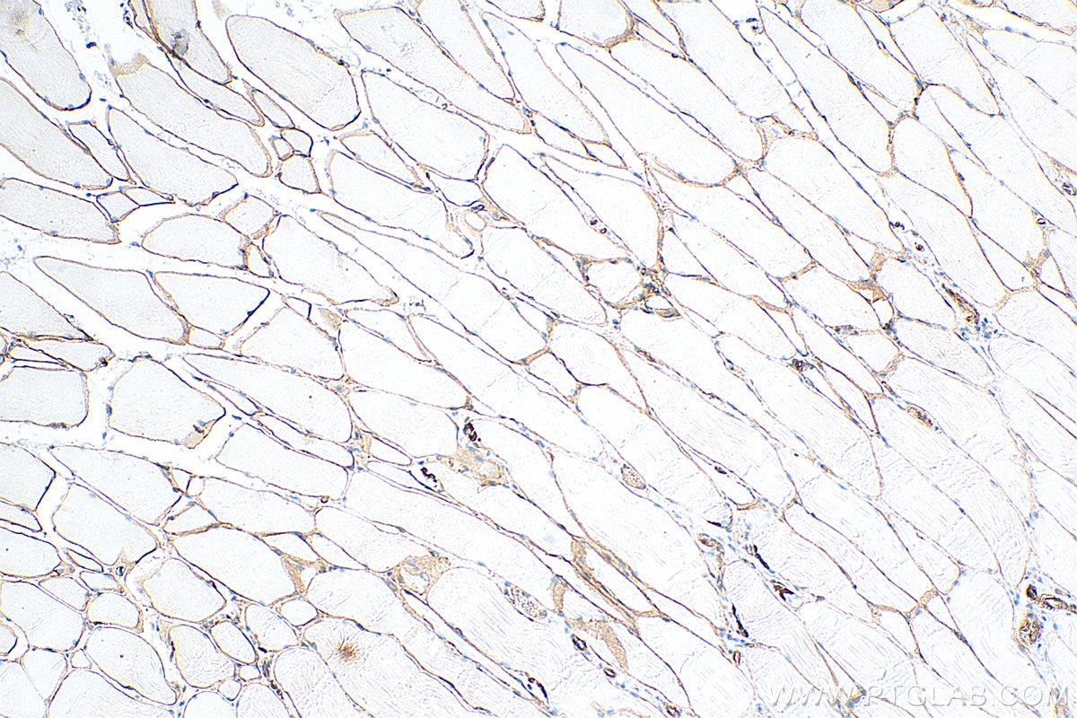 Immunohistochemistry (IHC) staining of rat skeletal muscle tissue using Dystrophin Monoclonal antibody (68120-1-Ig)