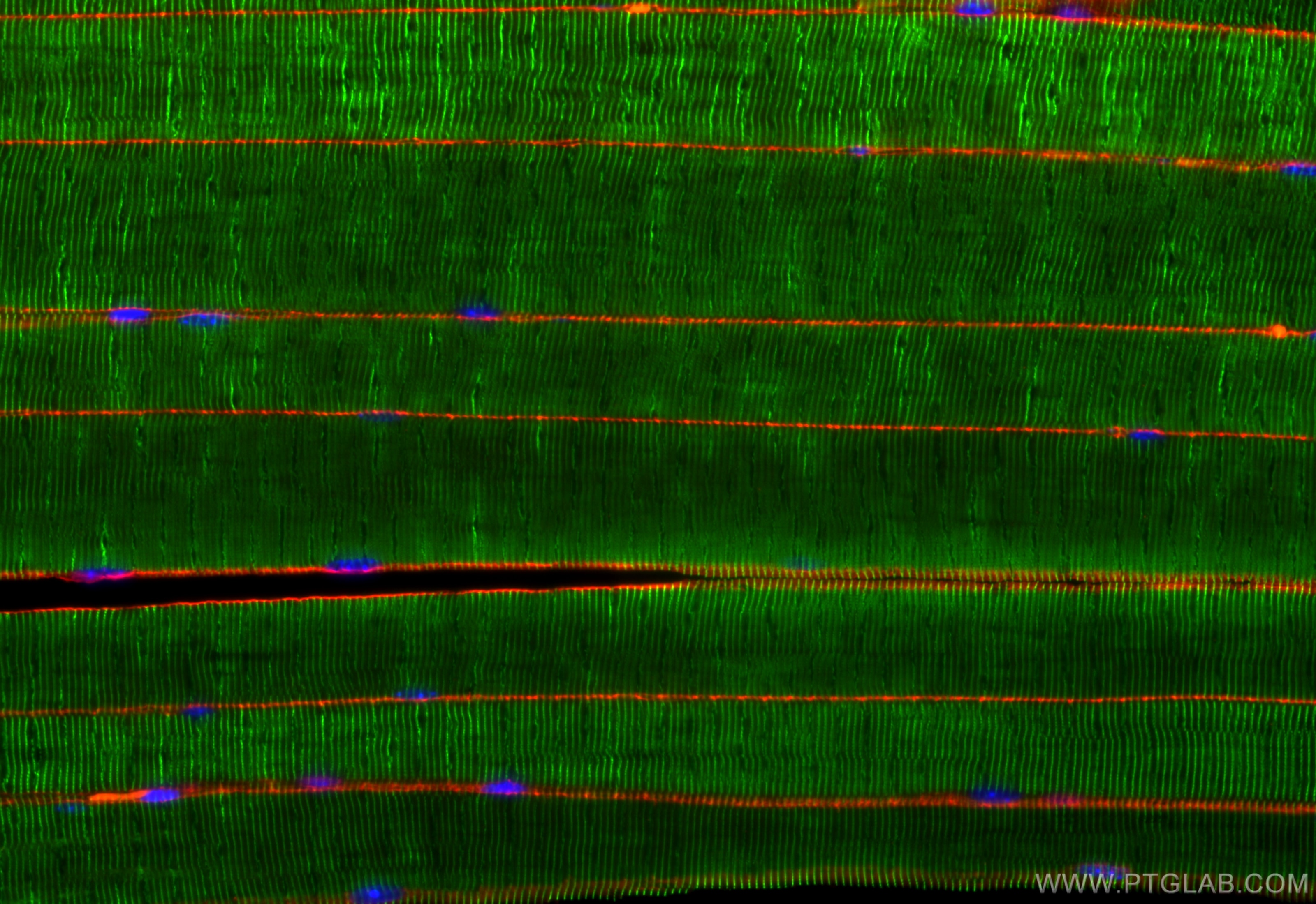 Immunofluorescence (IF) / fluorescent staining of mouse skeletal muscle tissue using Dystrophin Recombinant antibody (83609-5-RR)