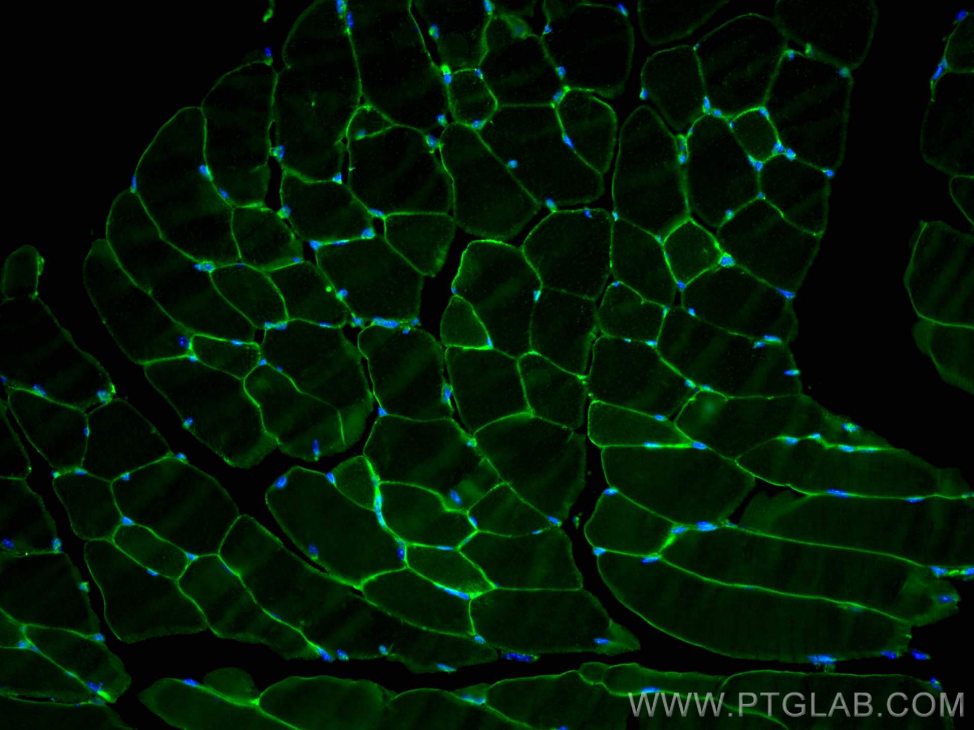 Immunofluorescence (IF) / fluorescent staining of mouse skeletal muscle tissue using CoraLite® Plus 488-conjugated Dystrophin Monoclona (CL488-68120)