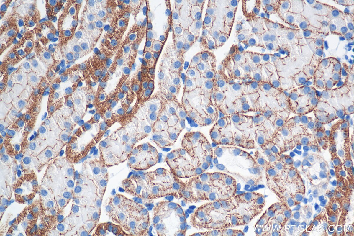 Immunohistochemistry (IHC) staining of mouse kidney tissue using E-cadherin Recombinant monoclonal antibody (84111-1-RR)