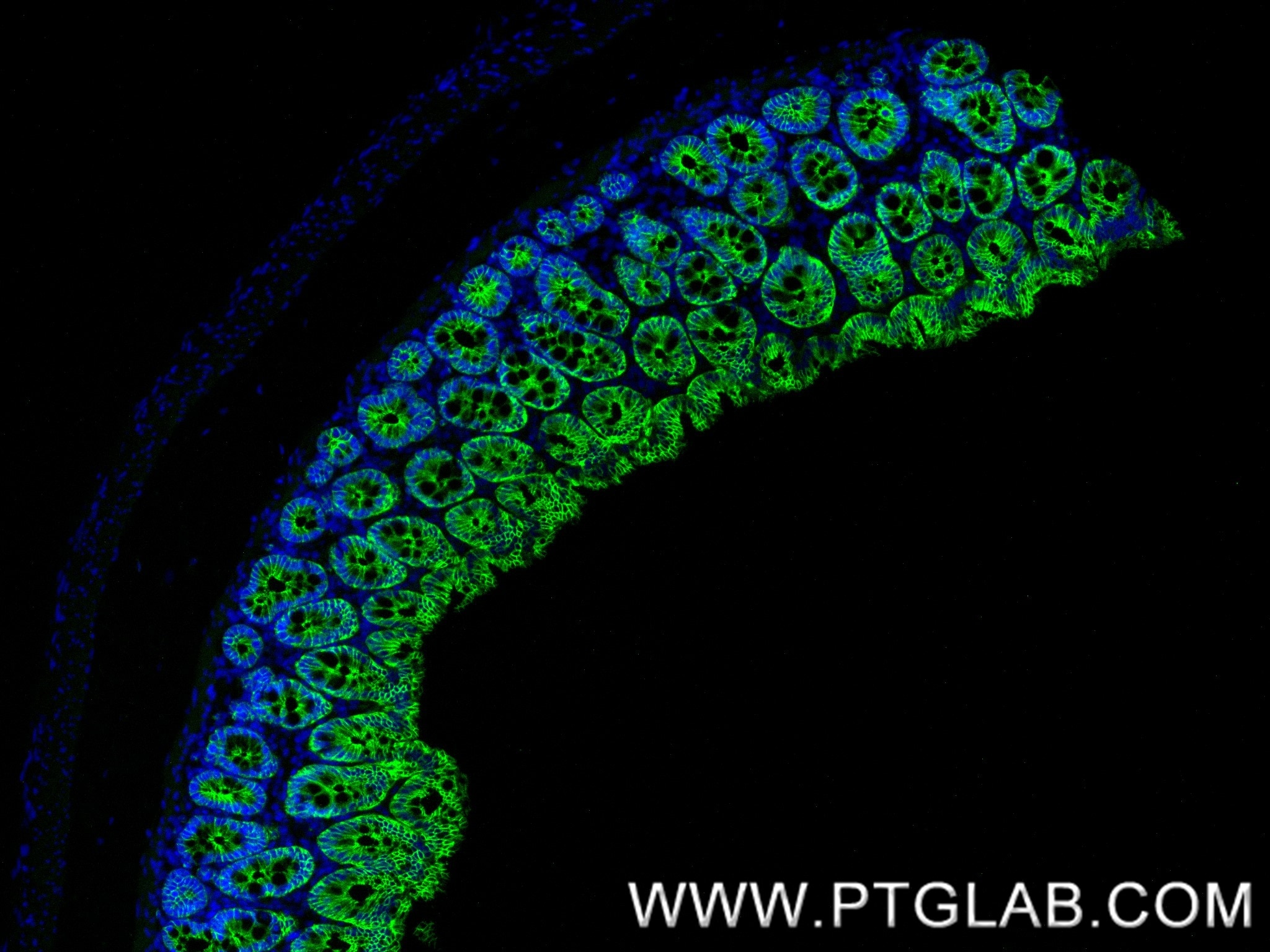 Immunofluorescence (IF) / fluorescent staining of rat colon tissue using E-Cadherin Recombinant antibody (84646-4-RR)