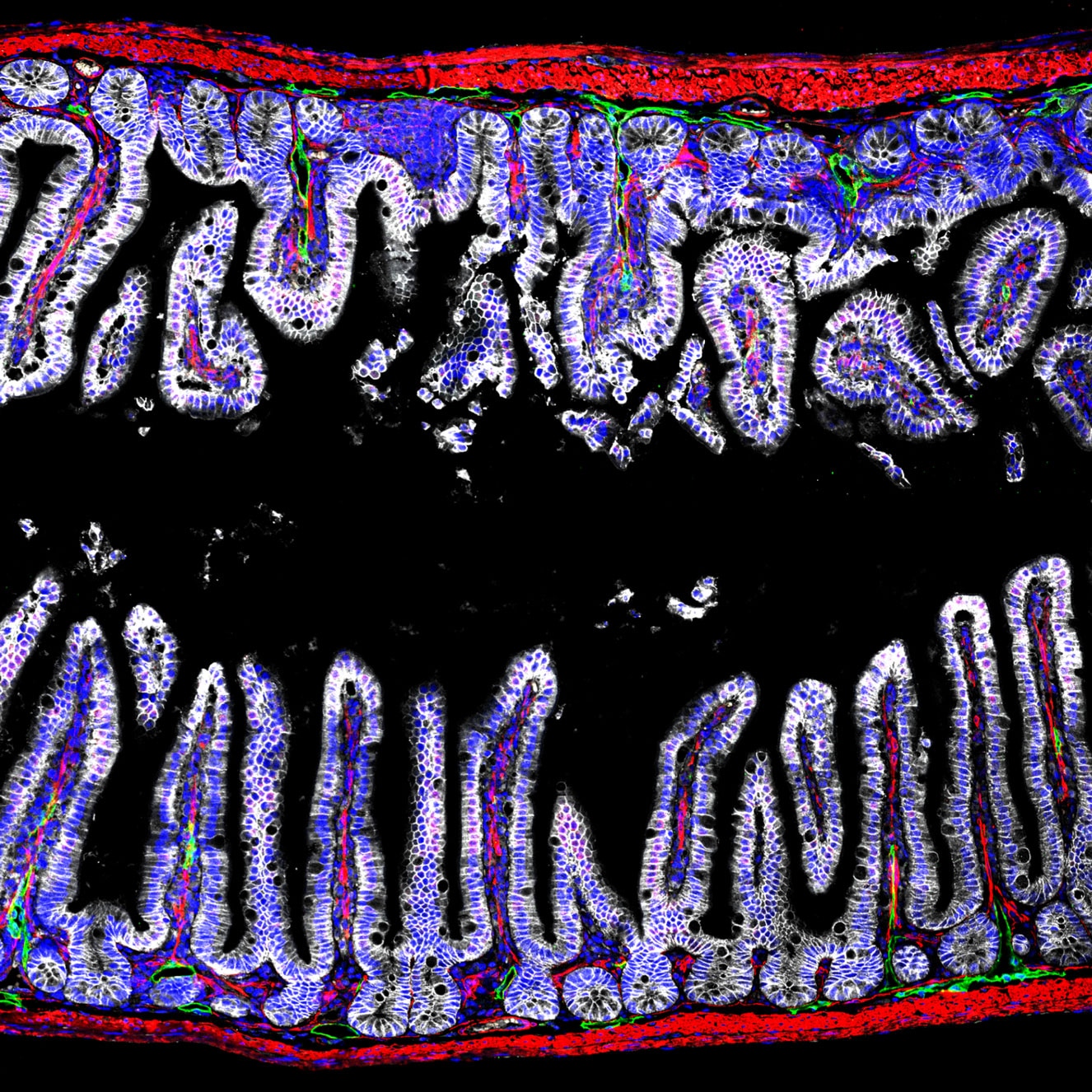 Immunofluorescence (IF) / fluorescent staining of mouse small intestine tissue using E-cadherin Polyclonal antibody (20874-1-AP)