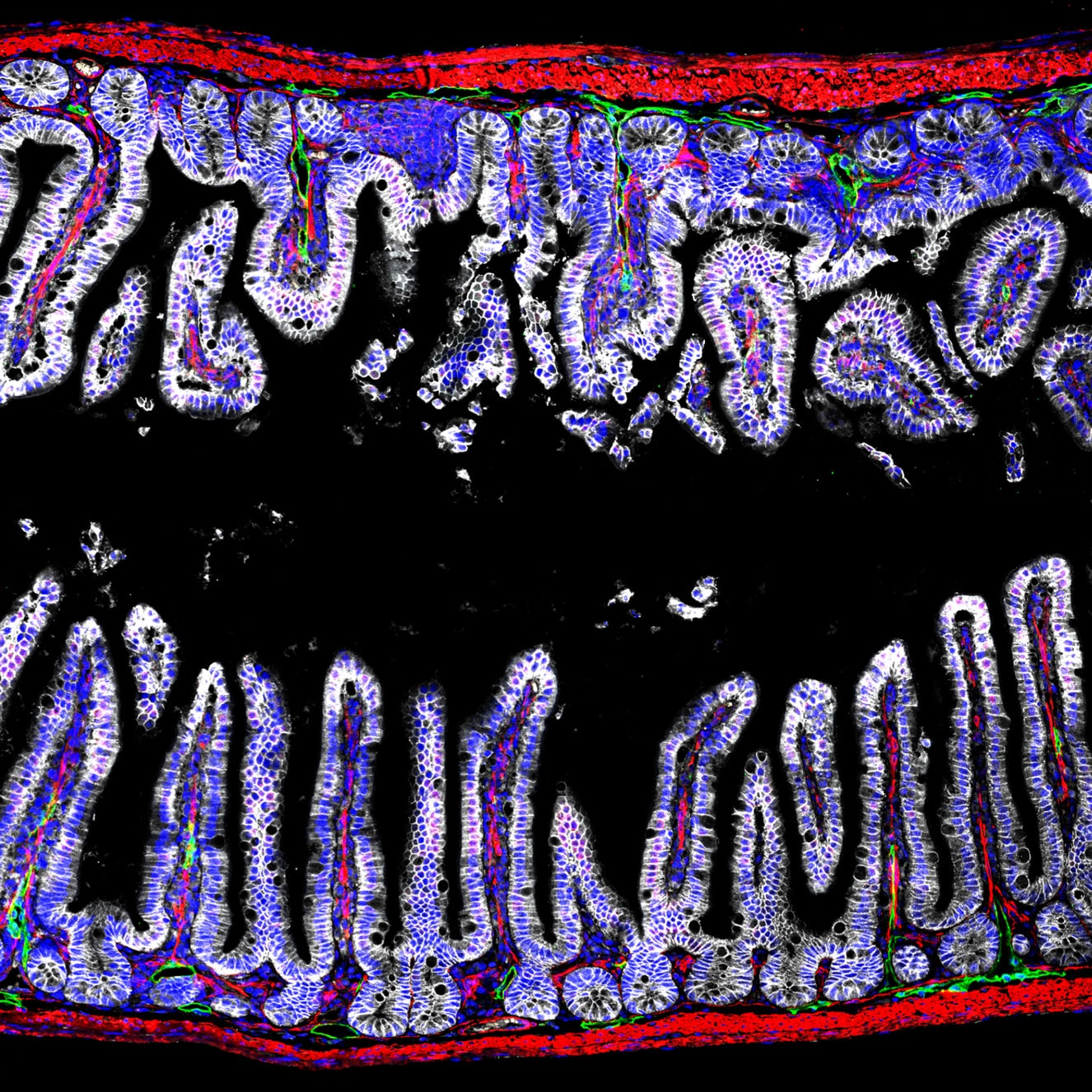 IF Staining of mouse small intestine using 20874-1-AP