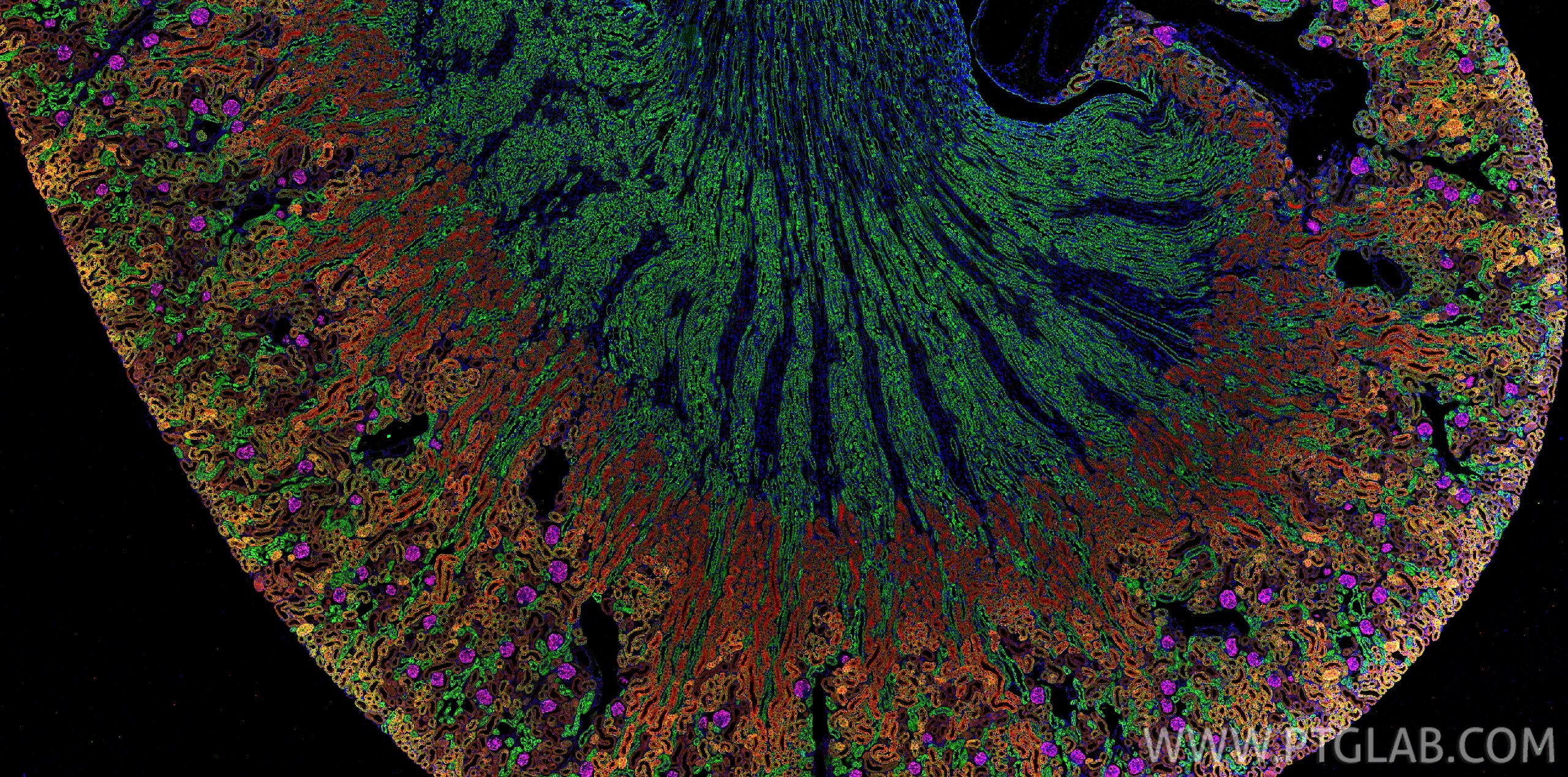 Immunofluorescence (IF) / fluorescent staining of mouse kidney tissue using E-cadherin Monoclonal antibody (60335-1-Ig)