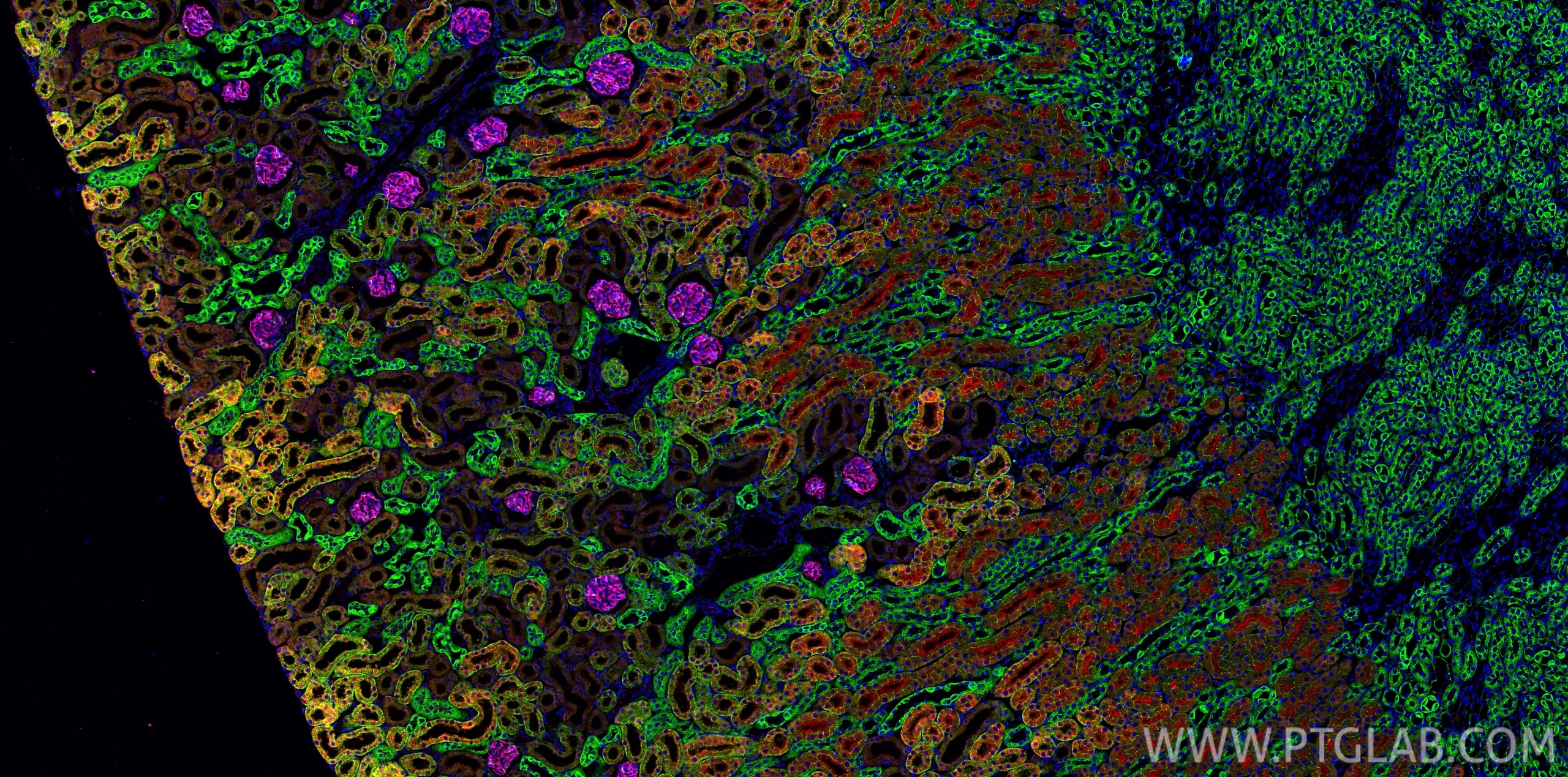 Immunofluorescence (IF) / fluorescent staining of mouse kidney tissue using E-cadherin Monoclonal antibody (60335-1-Ig)