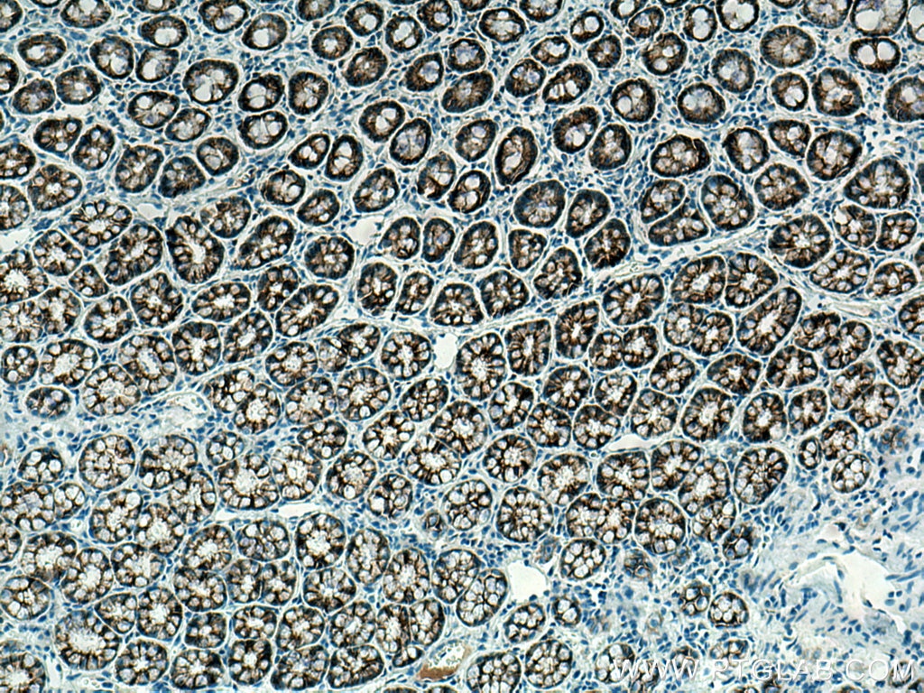 Immunohistochemistry (IHC) staining of rat colon tissue using E-cadherin Monoclonal antibody (60335-1-Ig)