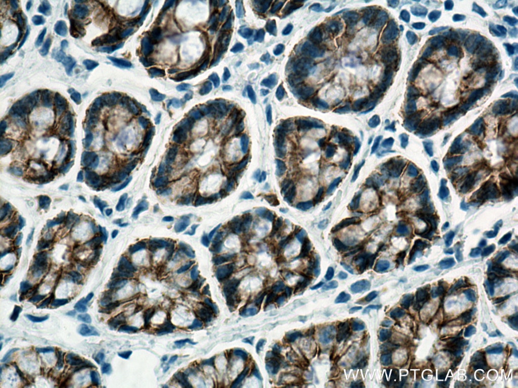 Immunohistochemistry (IHC) staining of rat colon tissue using E-cadherin Monoclonal antibody (60335-1-Ig)