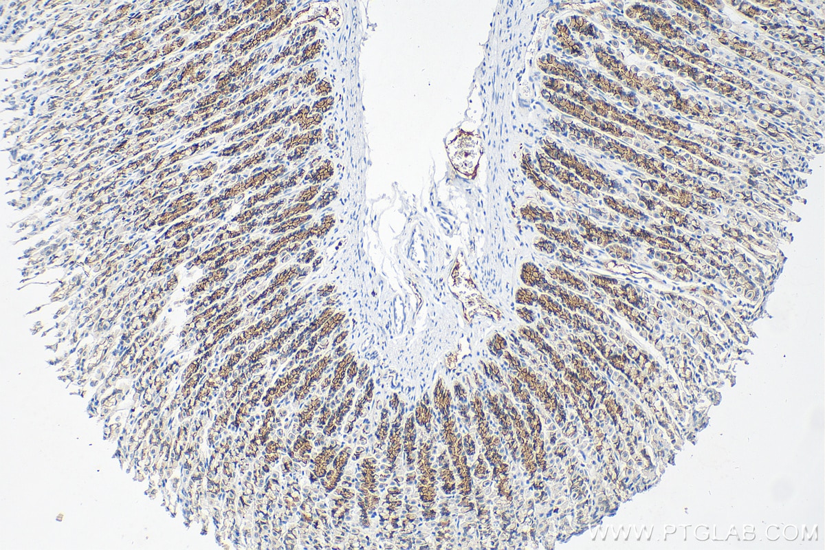 Immunohistochemistry (IHC) staining of rat stomach tissue using E-cadherin Monoclonal antibody (60335-1-Ig)