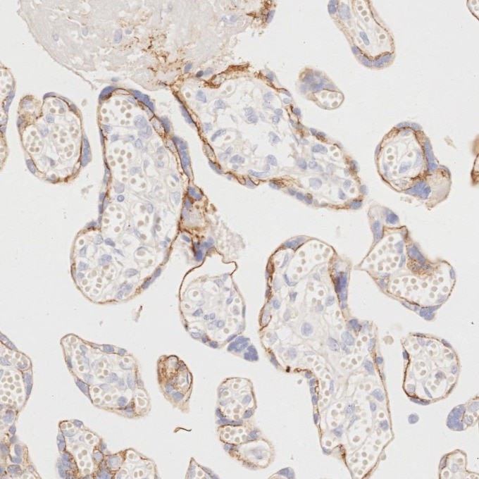 Immunohistochemistry (IHC) staining of human placenta tissue using E-cadherin Monoclonal antibody (60335-1-Ig)
