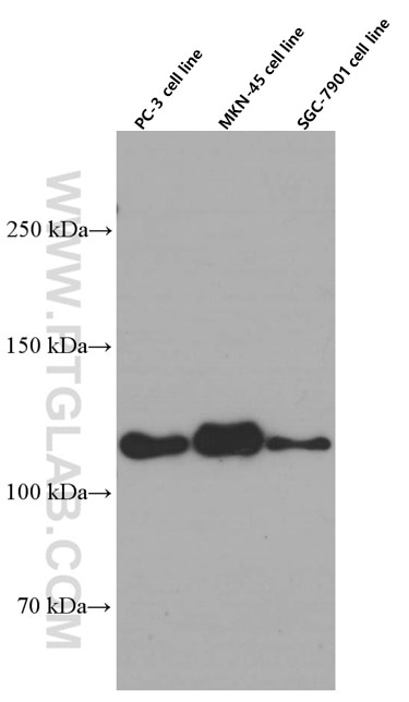 WB analysis of PC-3 using 60335-1-Ig