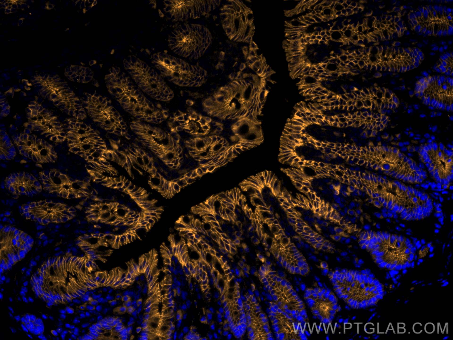 IF Staining of mouse colon using 65241-1-Ig