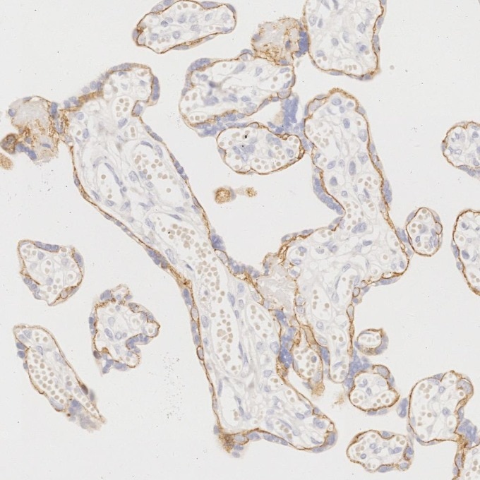 Immunohistochemistry (IHC) staining of human placenta tissue using E-cadherin Recombinant monoclonal antibody (83991-4-RR)