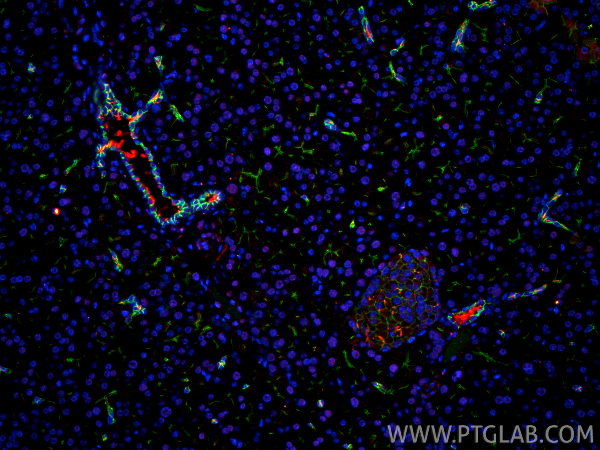 Immunofluorescence (IF) / fluorescent staining of mouse pancreas tissue using CoraLite® Plus 488-conjugated E-cadherin Polyclona (CL488-20874)