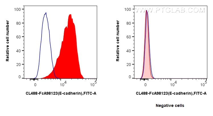 FC experiment of HT-29 using CL488-FcA98123 Flow cytometry (FC) experiment of HT-29 cells using FcZero-rAb® CoraLite® Plus 488 Anti-Human E-cadher (CL488-FcA98123)