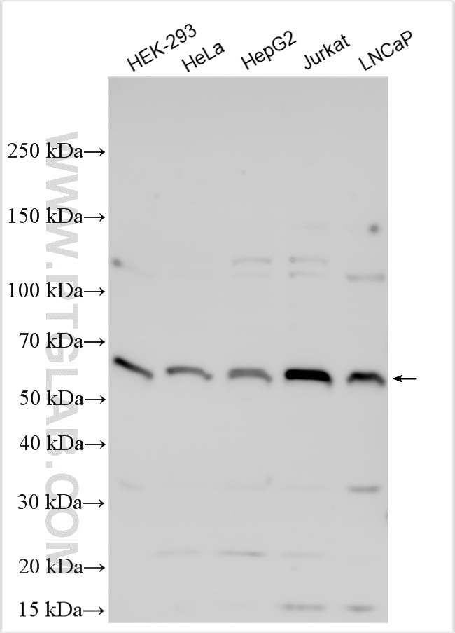 Western Blot (WB) analysis of various lysates using E2F1 Polyclonal antibody (12171-1-AP)