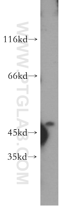 Western Blot (WB) analysis of NIH/3T3 cells using E2F1 Polyclonal antibody (12171-1-AP)