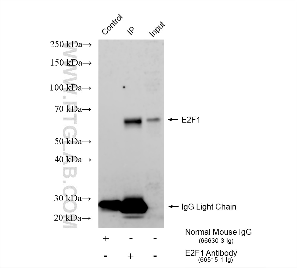 IP experiment of HEK-293T using 66515-1-Ig Immunoprecipitation (IP) experiment of HEK-293T cells using E2F1 Monoclonal antibody (66515-1-Ig)