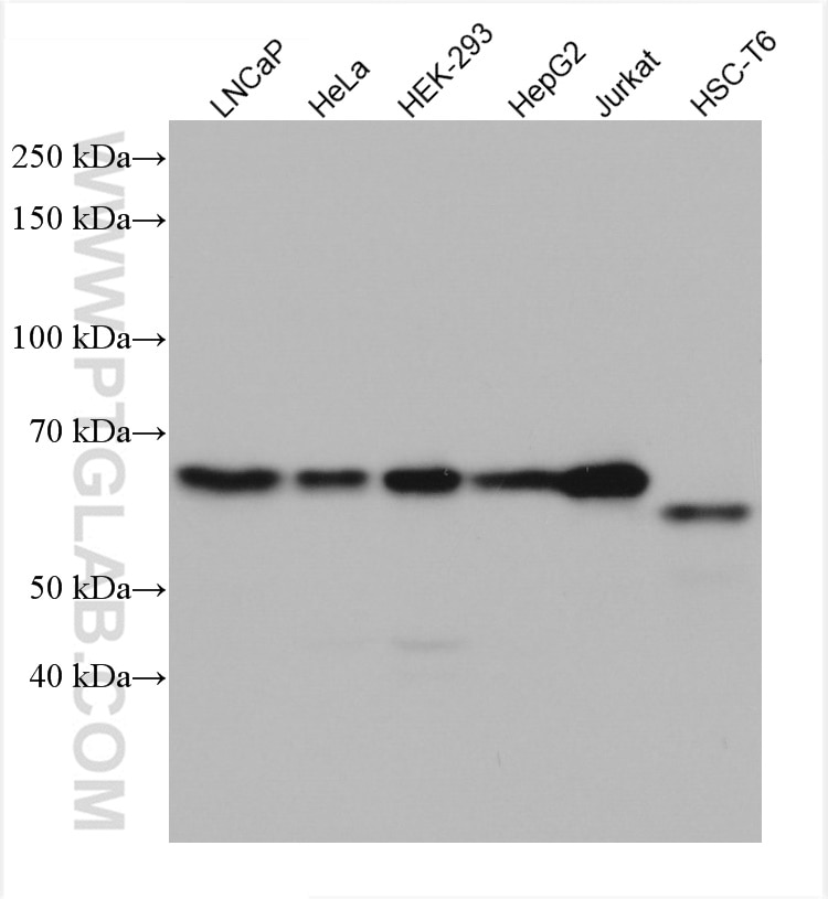 Western Blot (WB) analysis of various lysates using E2F1 Monoclonal antibody (66515-1-Ig)