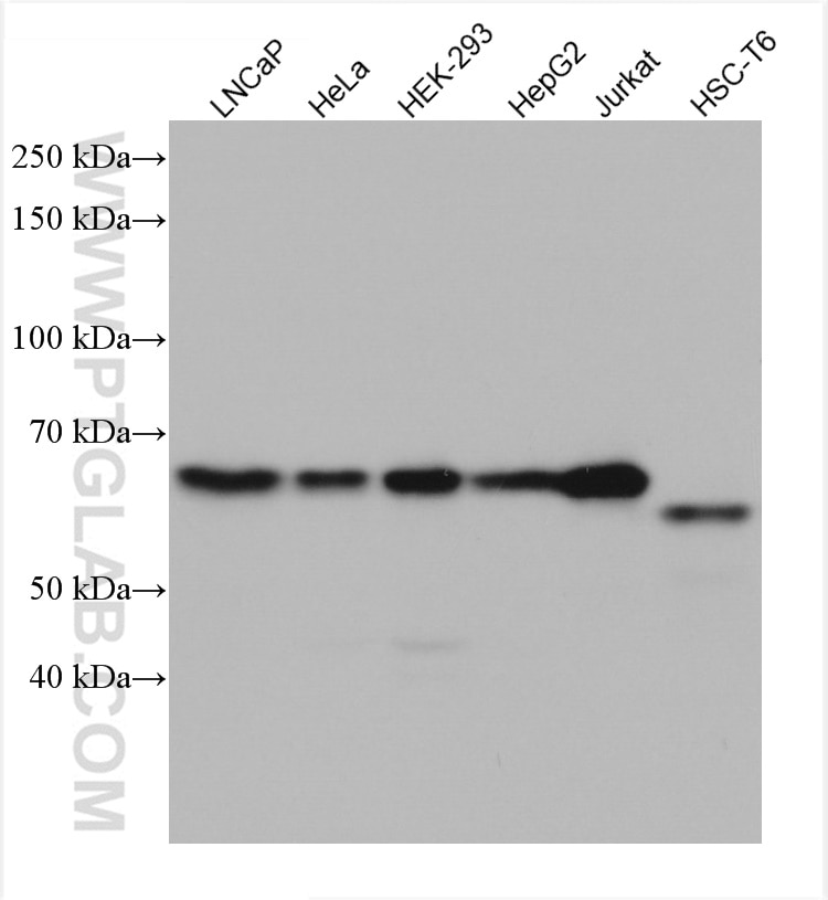 WB analysis using 66515-1-Ig