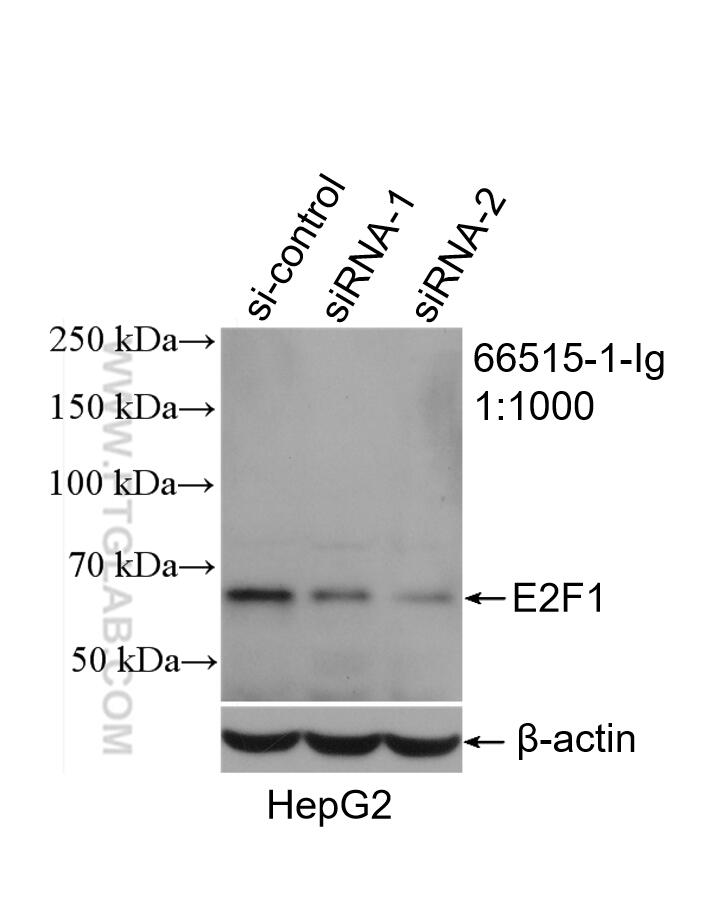 Western Blot (WB) analysis of HepG2 cells using E2F1 Monoclonal antibody (66515-1-Ig)