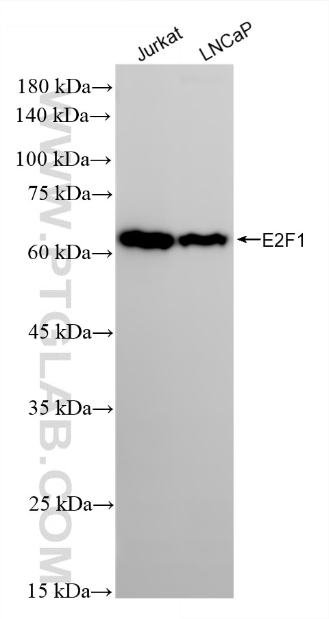 WB analysis using 87313-3-RR Western Blot (WB) analysis of various lysates using E2F1 Recombinant monoclonal antibody (87313-3-RR)