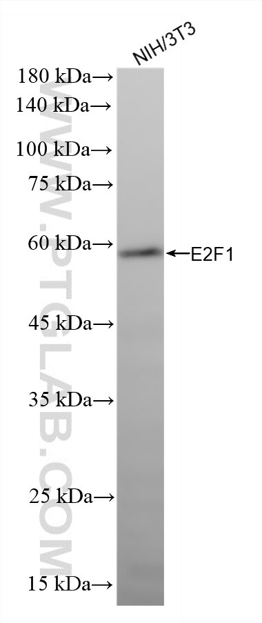WB analysis of NIH/3T3 using 87313-3-RR Western Blot (WB) analysis of NIH/3T3 cells using E2F1 Recombinant monoclonal antibody (87313-3-RR)