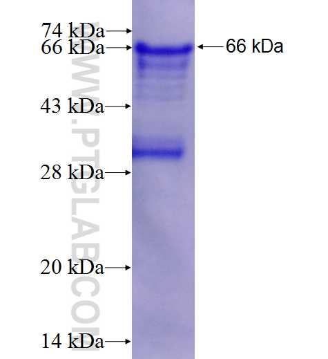 E2F1 fusion protein Ag2813 SDS-PAGE