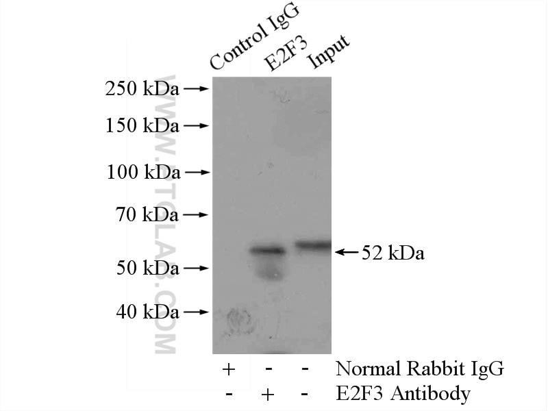 Immunoprecipitation (IP) experiment of mouse liver tissue using E2F3 Polyclonal antibody (12334-1-AP)