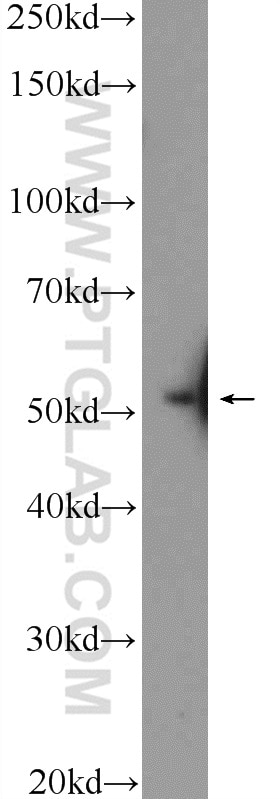 Western Blot (WB) analysis of HepG2 cells using E2F3 Polyclonal antibody (12334-1-AP)