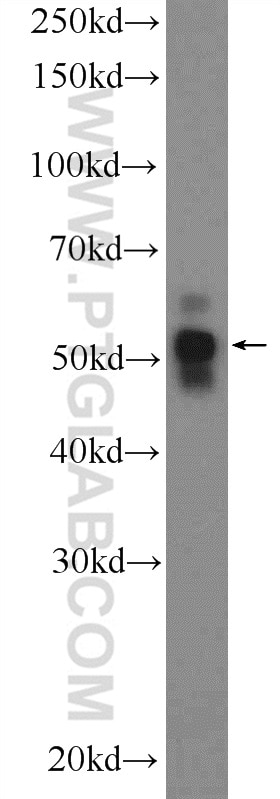 Western Blot (WB) analysis of HepG2 cells using E2F3 Polyclonal antibody (12334-1-AP)