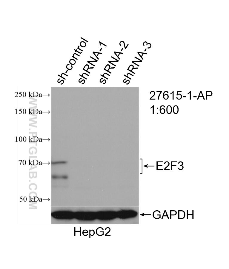 Western Blot (WB) analysis of HepG2 cells using E2F3 Polyclonal antibody (27615-1-AP)