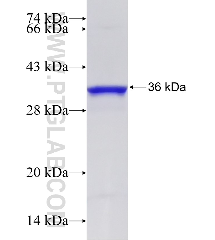 E2F3 fusion protein Ag26367 SDS-PAGE
