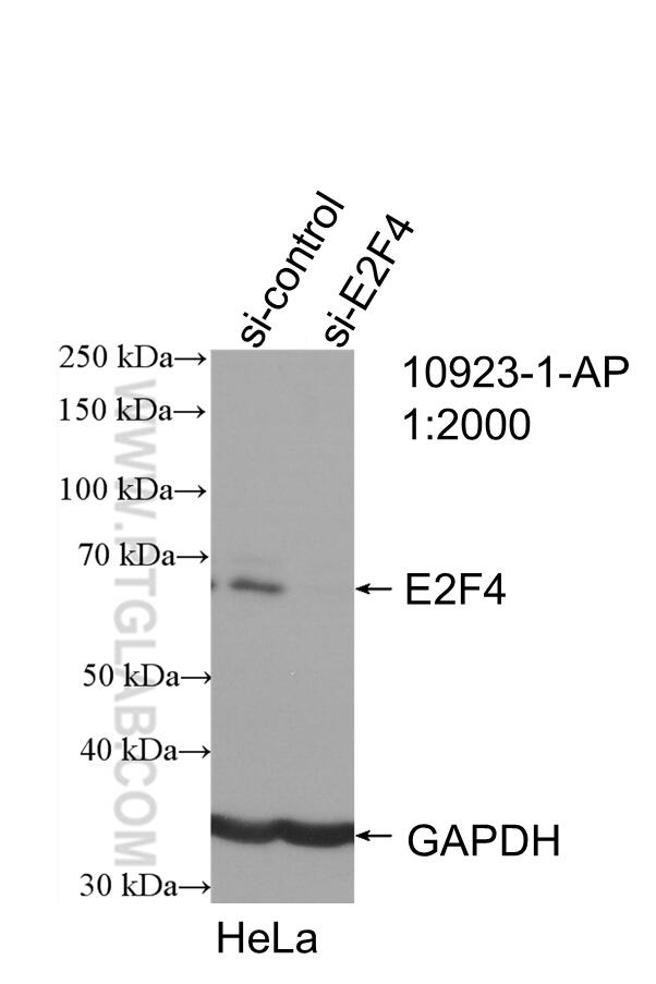 Western Blot (WB) analysis of HeLa cells using E2F4 Polyclonal antibody (10923-1-AP)