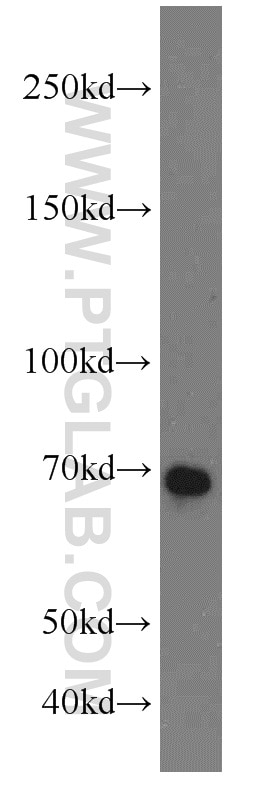 Western Blot (WB) analysis of NIH/3T3 cells using E2F4 Polyclonal antibody (10923-1-AP)