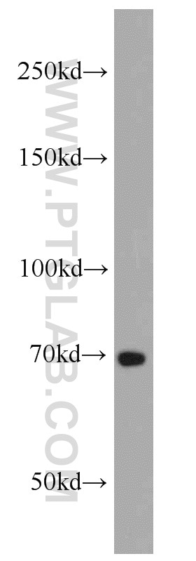 Western Blot (WB) analysis of Raji cells using E2F4 Polyclonal antibody (10923-1-AP)