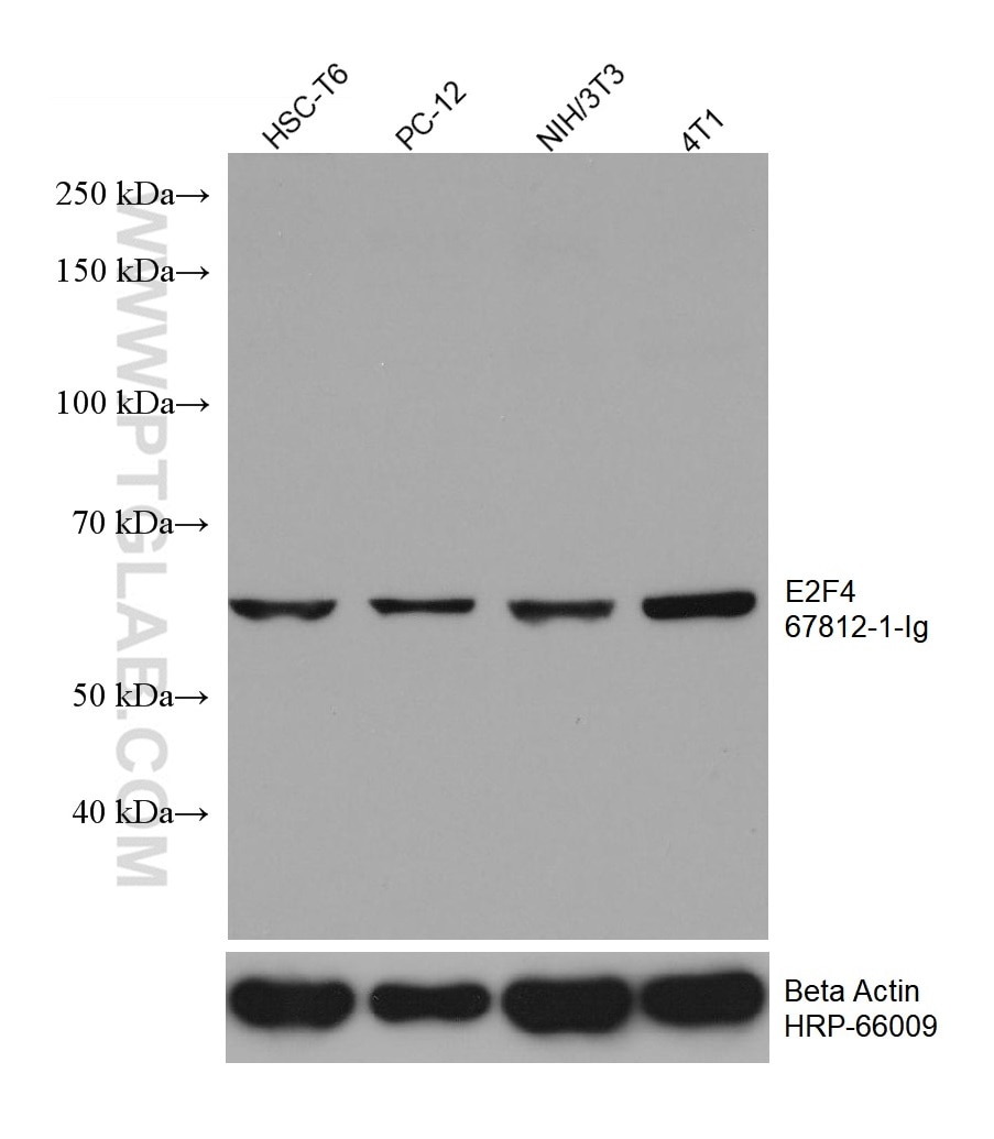 Western Blot (WB) analysis of various lysates using E2F4 Monoclonal antibody (67812-1-Ig)