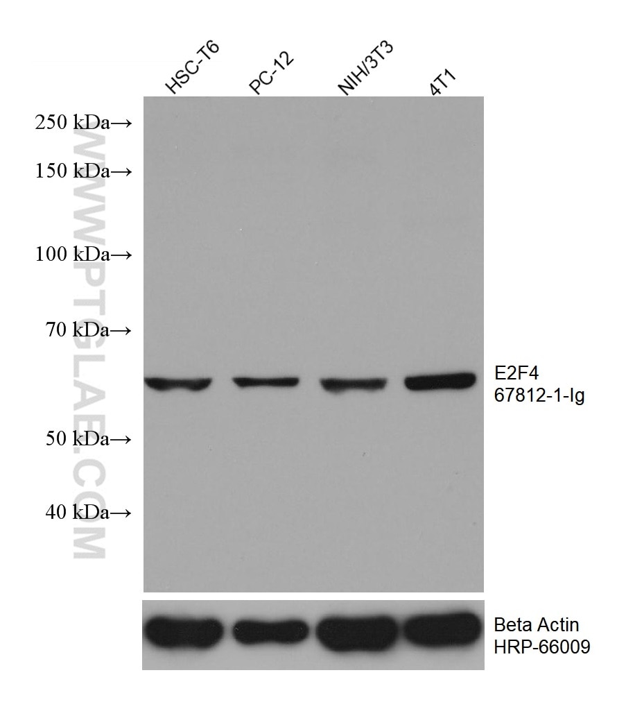 E2F4