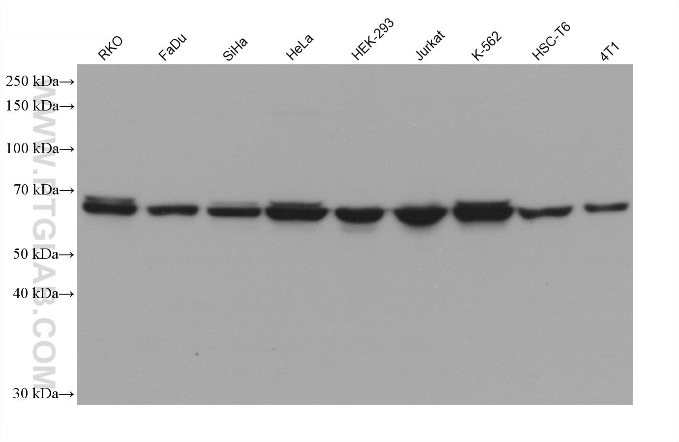 Western Blot (WB) analysis of various lysates using E2F4 Monoclonal antibody (67812-1-Ig)
