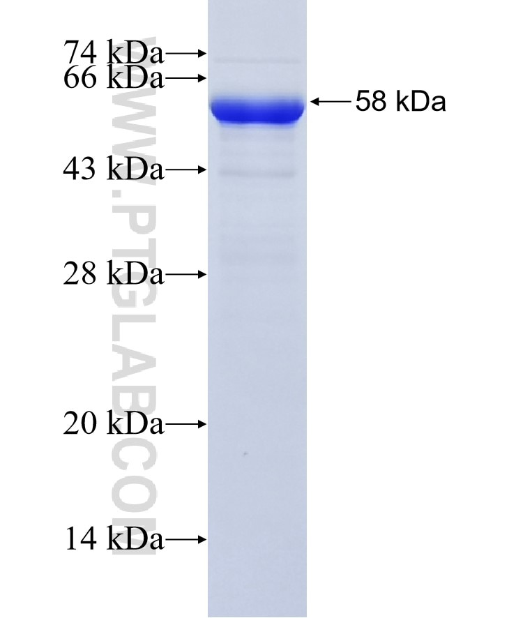 E2F4 fusion protein Ag28533 SDS-PAGE